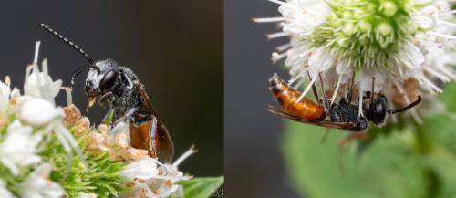 Réf. 333 082 : Sphecodes sp.